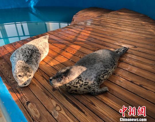 辽宁大连百只斑海豹遭盗猎专家建言将斑海豹升为一级保护