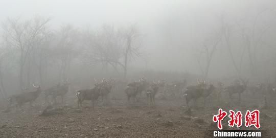 野生华南梅花鹿现身杭州临安山区系世界濒危物种
