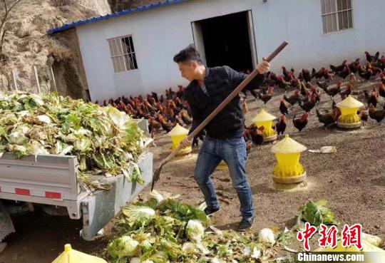 甘肃镇原&ldquo;90后&rdquo;返乡创业：从国企职工到&ldquo;养鸡达人&rdquo;