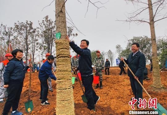 湖北宜昌复绿长江岸线助力长江大保护