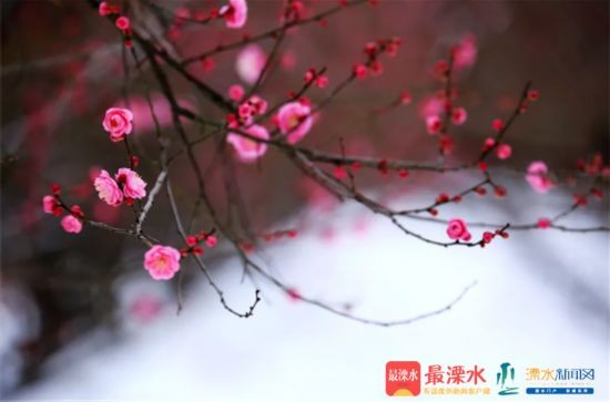 杨孝林摄 (2).png
