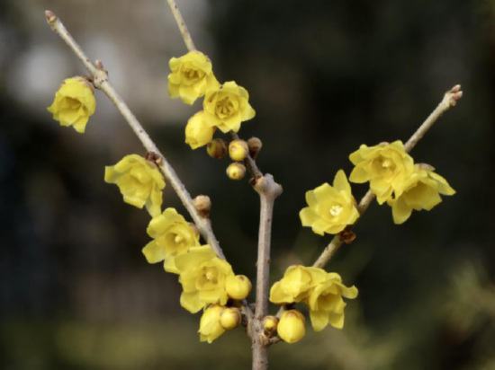 “蜡梅”不是“腊梅”，也不是“梅”