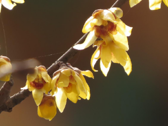 “蜡梅”不是“腊梅”，也不是“梅”