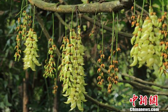 华南植物园禾雀花开如雏鸟待哺或成鸟欲飞