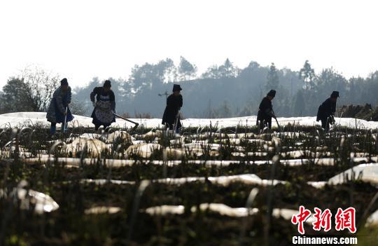 2月21日，在贵州省丹寨县扬武镇干河村中药材种植基地，苗族村民在给苗床松土。 中新网 黄晓海 摄