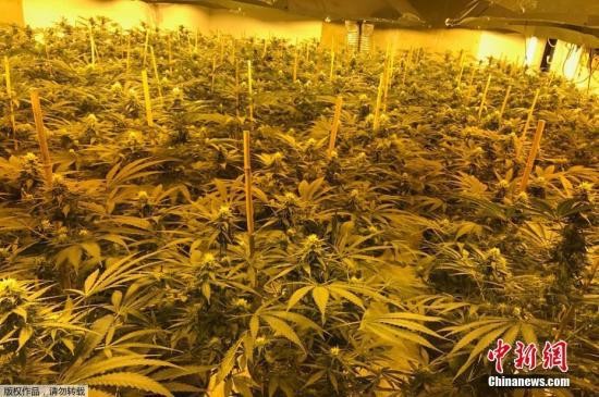 资料图片：大麻类植物种植地。