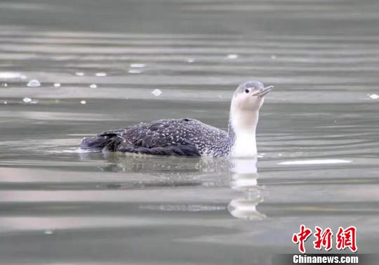 “北极贵客”红喉潜鸟现身浙江三门珠游溪