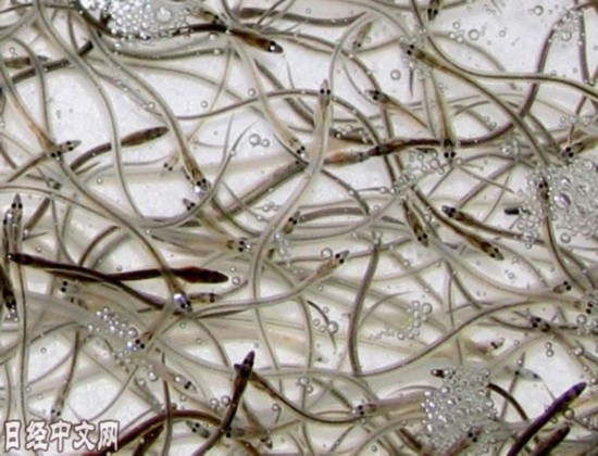 日本鳗鱼的鱼苗“白仔鳗”，被称为“白色钻石”