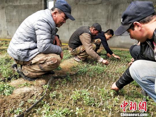 新疆帕米尔高原上的&ldquo;致富树&rdquo;：绿了庭院富了民众