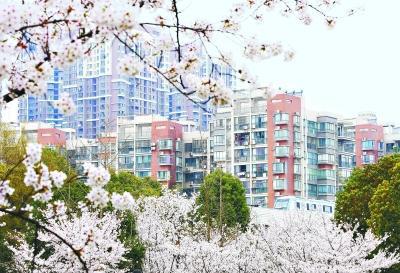 千余株樱花怒放报春，昨日约8000人次进园赏花 　　长江日报记者周超通讯员彭霞摄