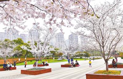 公园内数百株樱花树深藏闹市悄然盛放 　　长江日报记者李永刚 摄