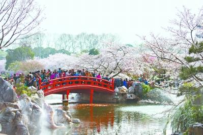 春光无限好，中外游客踏春赏花 长江日报记者胡九思 摄