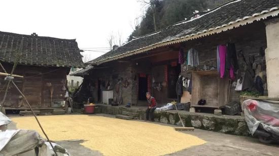2019年3月18日，李尚可家的院子里晒着刚收获的水稻。 新京报记者 韩茹雪 摄