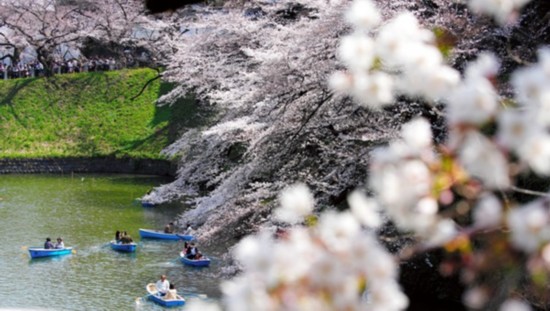 日本各地樱花相继开放 千鸟之渊、大阪城迎来赏樱季节（图片来源：朝日新闻网站）