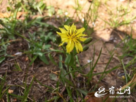 春天的馈赠，这三种野菜值得品尝(分离图)(79915)-20190328085102
