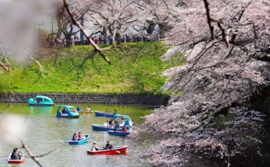 日本各地樱花相继开放 千鸟之渊、大阪城迎来赏樱季节（图片来源：朝日新闻网站）