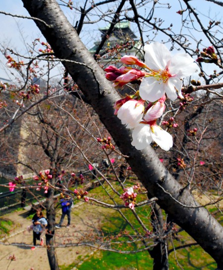 日本各地樱花相继开放 千鸟之渊、大阪城迎来赏樱季节（图片来源：朝日新闻网站）