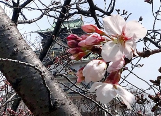 日本各地樱花相继开放 千鸟之渊、大阪城迎来赏樱季节（图片来源：朝日新闻网站）