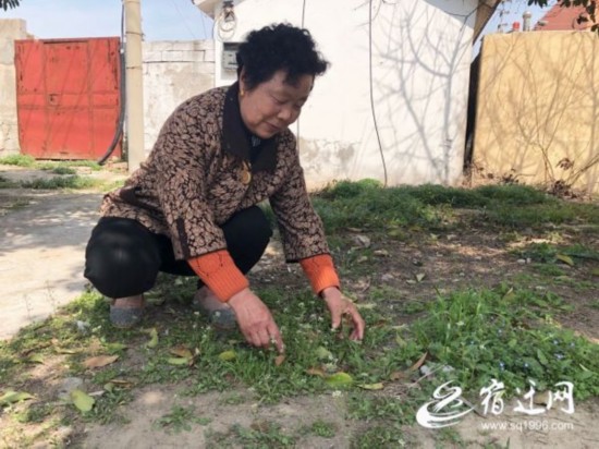 春天的馈赠，这三种野菜值得品尝(分离图)(79913)-20190328085053