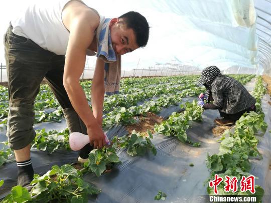 甘肃镇原“85后”小伙回乡创业带村民共圆“致富梦”