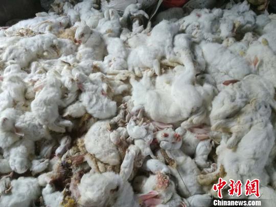 徐州村民翻盖新房放炮庆祝吓死邻家万余只兔子被判赔44万