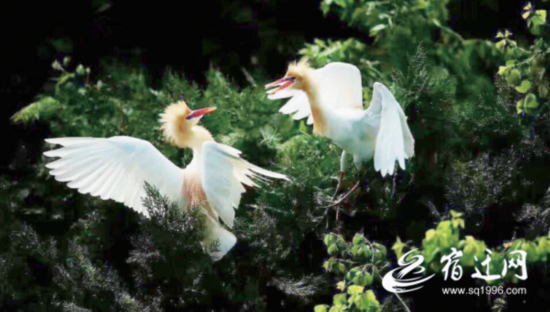 QQ图片20190422080954