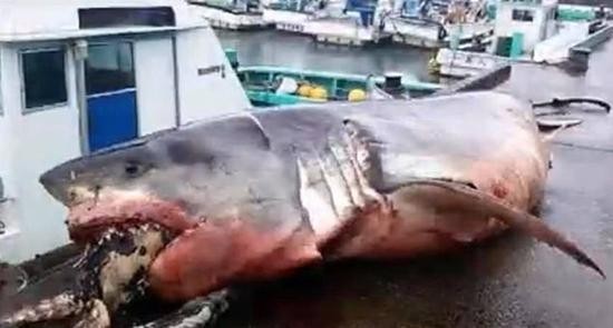 渔民格雷格周五在网上发布了这些照片,并解释说这头鲨鱼是在渔网中被