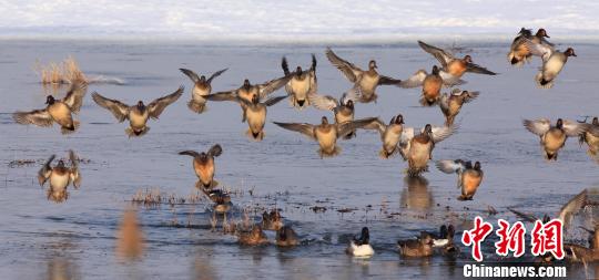 兴凯湖30公里湖岗大“大扫除”