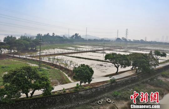 广州黄埔区“网红岛”将变身“都市锦田”