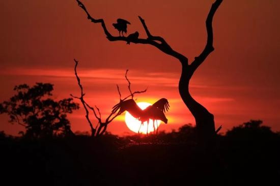 热带雨林中的大鸟展翅  摄影：常忠蛟