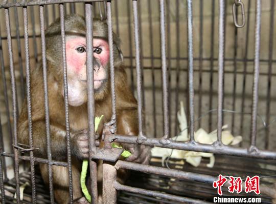 西双版纳:红面猴难耐高温天气主人将其上交民警