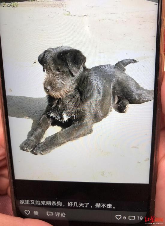 &uarr;小区居民许女士拍的流浪狗&ldquo;小黑&rdquo;