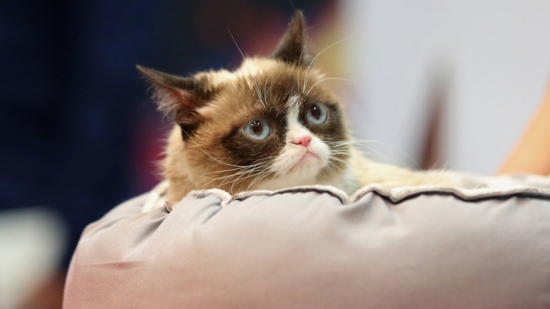 &ldquo;不满猫&rdquo; 图源：RT