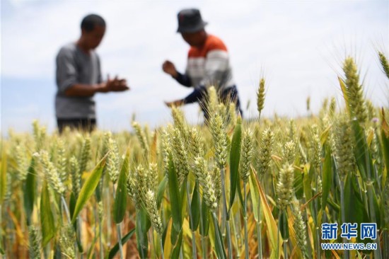 “小满小满 麦粒渐满”