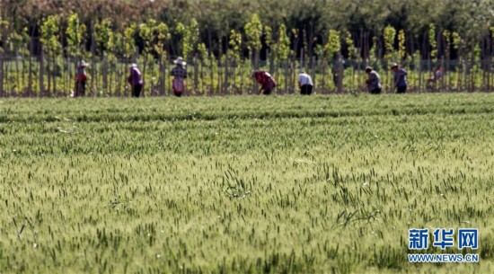 “小满小满 麦粒渐满”