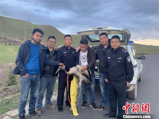 四川阿坝县一只受伤黑颈鹤经救助后送至成都就医