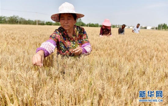 “小满小满 麦粒渐满”