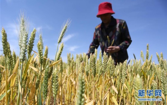 “小满小满 麦粒渐满”