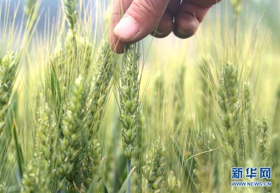 “小满小满 麦粒渐满”