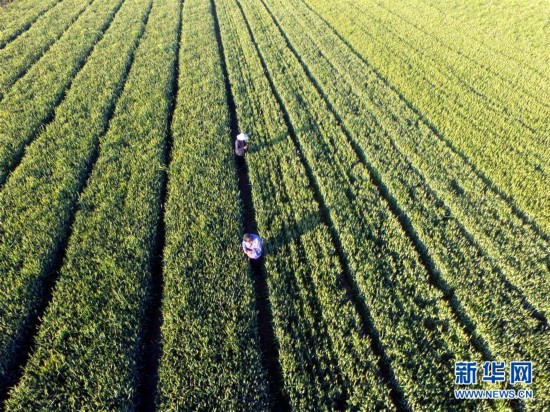 “小满小满 麦粒渐满”