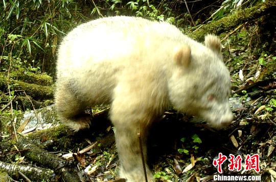 全球首例：四川卧龙国家级自然保护区拍摄到白色大熊猫
