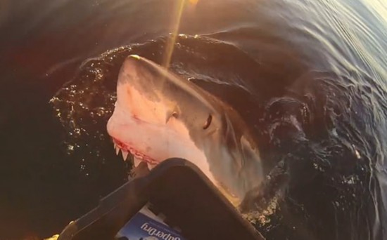  大白鲨张开大口咬装着啤酒的箱子