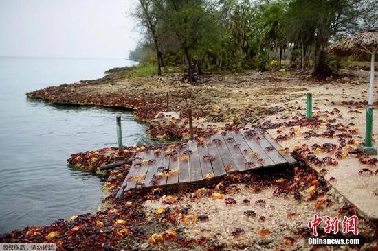 资料图:大批螃蟹聚集古巴吉隆滩,集体产卵。