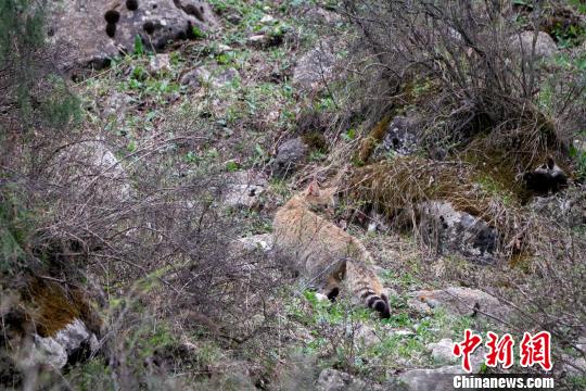 工作人员在祁连山区域直接记录到荒漠猫影像