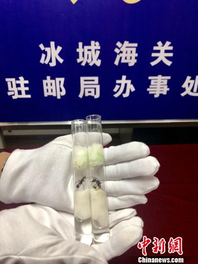 哈尔滨海关在进境邮件中截获首例宠物活体蚂蚁