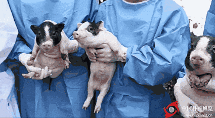  （亨廷顿舞蹈症基因敲入猪）