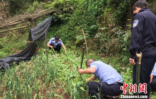 四川一农妇为治病非法种植罂粟654株被查获