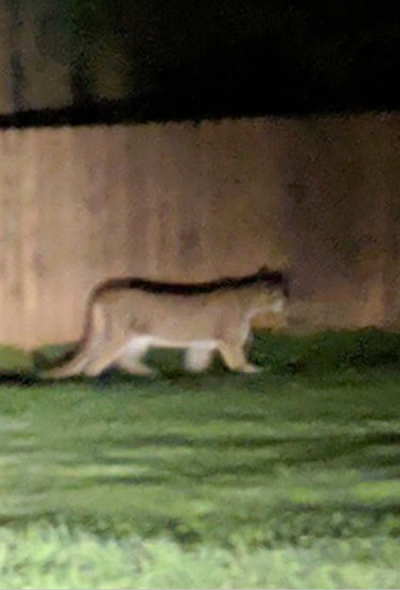  袭击幼童的美洲狮。（图源：推特）