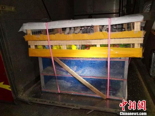 四川广元警方查获百余只非法收购贩卖珍贵野生动物两嫌犯被刑拘