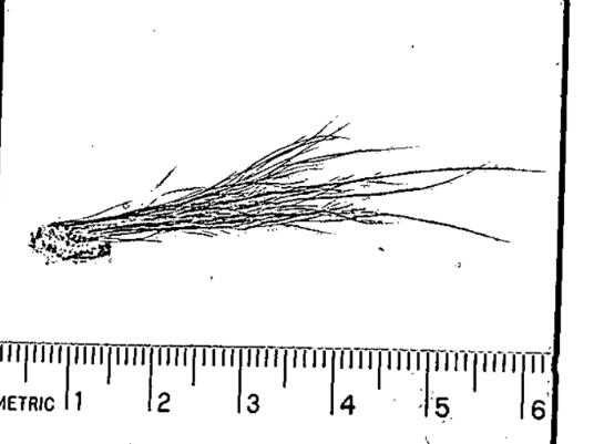 FBI档案文件截图